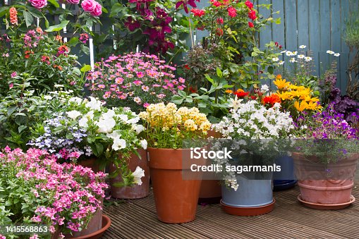 istock Summer flower container display in patio, container gardening ideas 1415568863