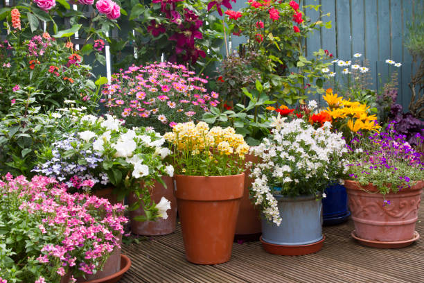 letnia wystawa pojemników na kwiaty na patio, pomysły na ogrodnictwo kontenerowe - magnoliophyta zdjęcia i obrazy z banku zdjęć