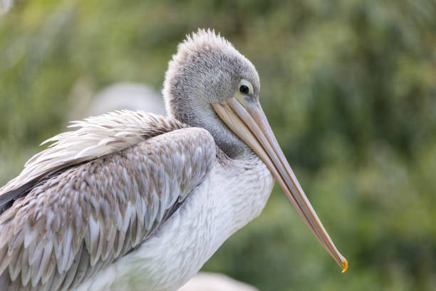 istock Pink-backed pelican closeup. 1415568948