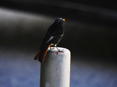 Photo of a small black redstart on a street pole.