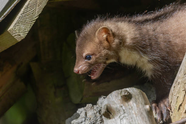 istock Side view of the head young marten. 1415569567