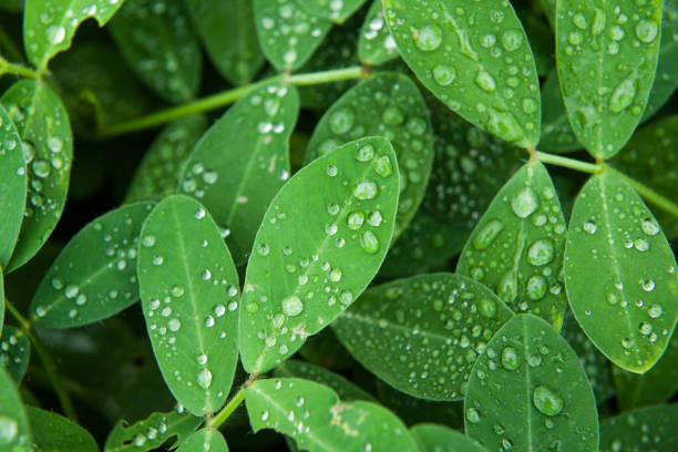 istock Plant Leaf with water drops. leaves green background with rain drop 1415569777