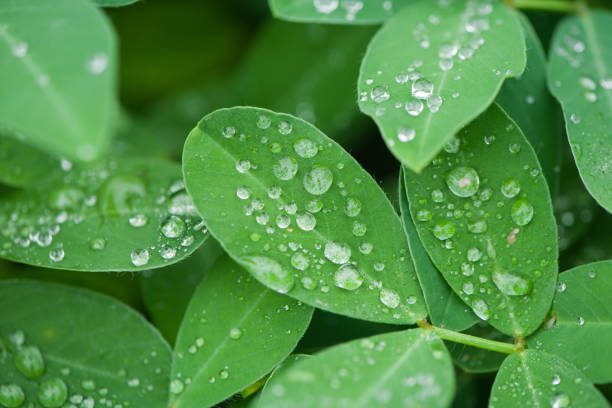 istock Plant Leaf with water drops. leaves green background with rain drop 1415569843