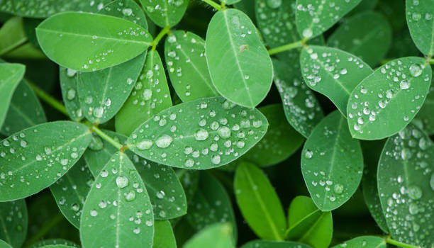 istock Plant Leaf with water drops. leaves green background with rain drop 1415569942