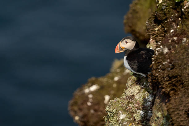 a young puffin hides in the rocks of the cliff and looks out to sea Atlantic puffin, common puffin, Fratercula arctica, Scotland, Handa Island, Scottish Wildlife Trust nature reserve,  North-West Sutherland national scenic area puffins resting stock pictures, royalty-free photos & images