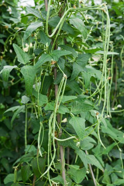istock Cowpea plants in growth at vegetable garden 1415570251