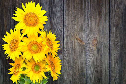 A bouquet of sunflowers on the background of a wooden wall