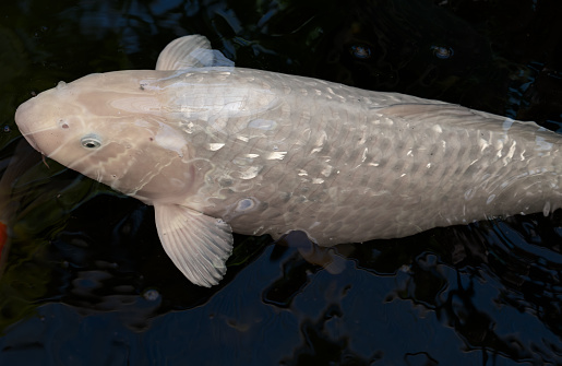 Large Japanese Platinum White Koi Carp swimming under the surface of a pond. Shallow depth of field.