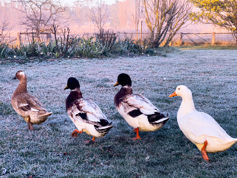 Horizontal closeup photo of four farmyard ducks walking in a line over frosty grass at dawn on a country farm near Armidale, New England high country, NSW