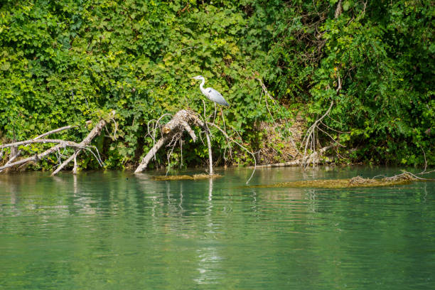 istock Heron on the Mincio river 1415572161