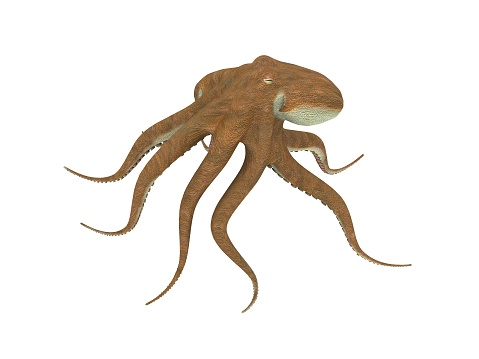 digital render of an octopus isolated on white