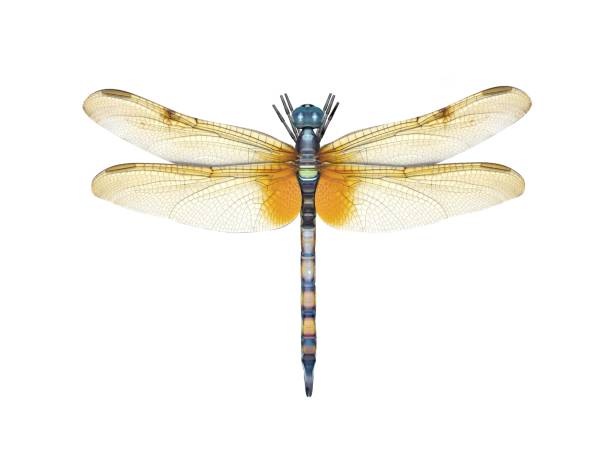 3d render of a dragonfly digital render of a dragonfly isolated on white dragonfly stock pictures, royalty-free photos & images