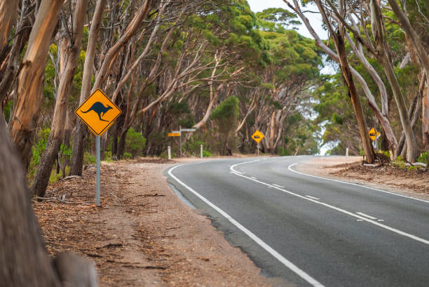 istock Kangaroo warning sign by the country road 1415573531
