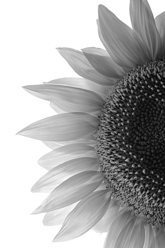 Black and White Details of Sunflower in Studio