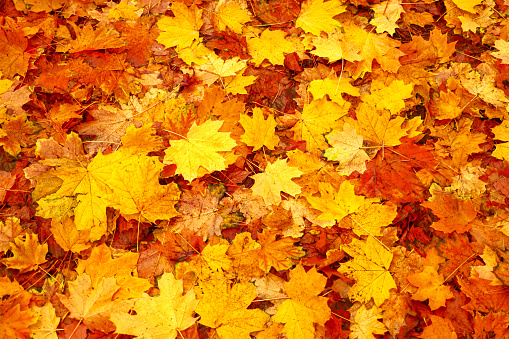 Natural abstract autumn leaves on ground. Fallen leaf fall season. Fallen leaves autumn background fall nature. Orange red autumn fall leaves background park abstract foliage. Yellow leaf background