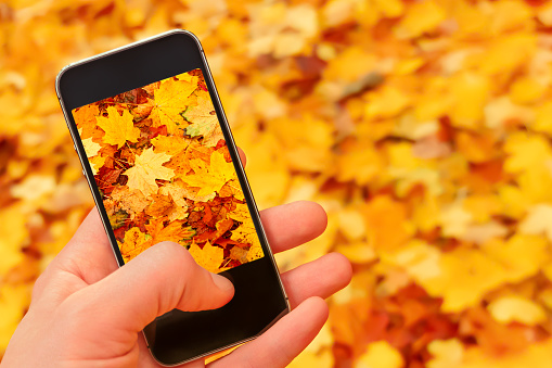 Close up hand phone taking photo phone nature autumn leaves background fall. Blur background autumn mobile camera taking picture smartphone nature fall leaves ground. Making photo mobile phone picture