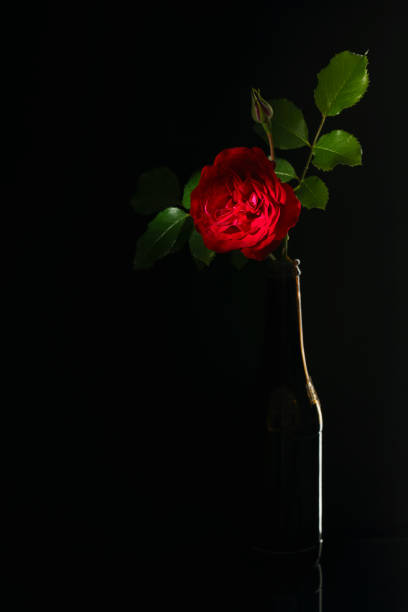 Red rose in the dark bottle stock photo