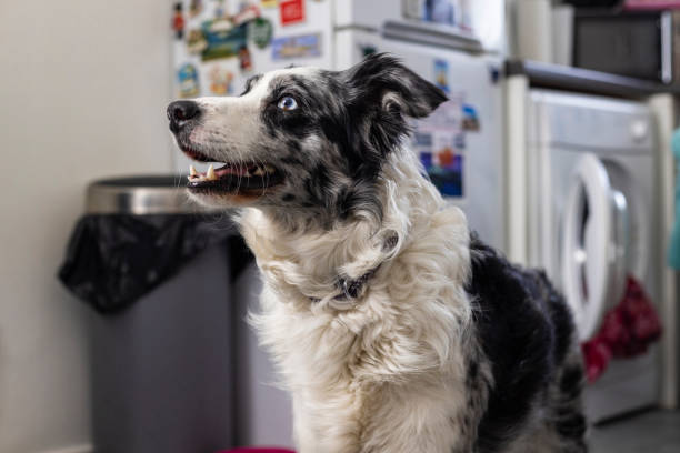 istock My Little Canine Helper 1415574824