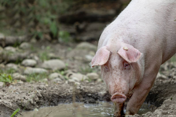 Pink domestic pig, free range, small wallow, water hole, Sus scrofa, in particularly animal-friendly husbandry, environment, organic farm, outside looking at camera
