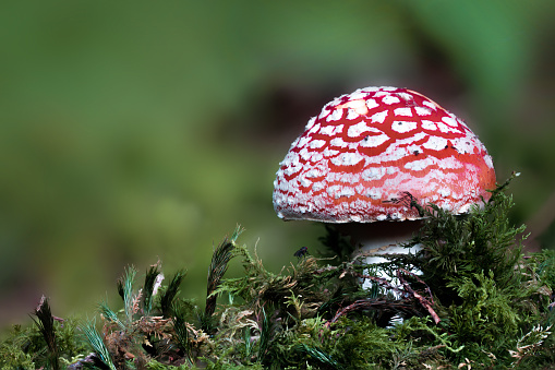 Red toadstools, young, poisonous mushrooms in the forest, closed caps, Amanita muscaria