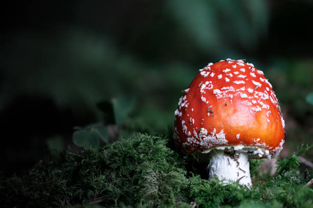 red toadstool, poisonous mushroom, closed cap, amanita muscaria - mushroom fly agaric mushroom photograph toadstool imagens e fotografias de stock