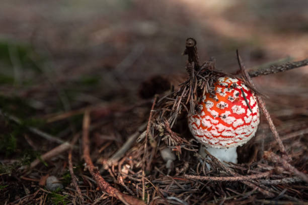 red toadstool, poisonous mushroom, closed cap, amanita muscaria - mushroom fly agaric mushroom photograph toadstool imagens e fotografias de stock