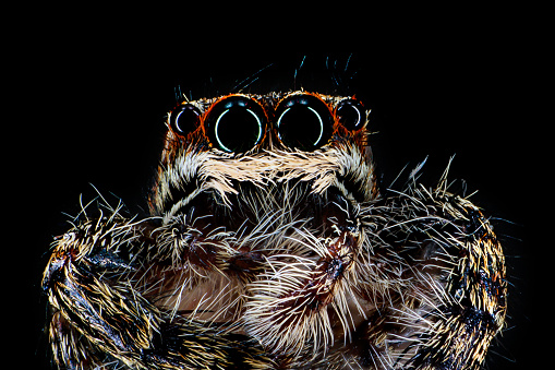 Extreme close up of a furry, hairy jumping spider with impressive eyes, Salticidae