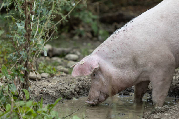 istock Pink domestic pig, free range, small wallow, water hole, Sus scrofa 1415576412