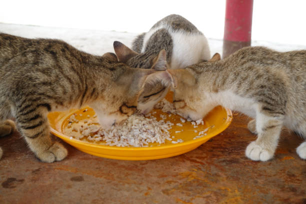 istock Three cats eating public place in Thailand 1415576647
