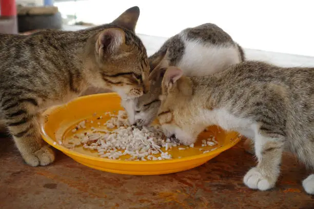 Photo of Three cats eating public place in Thailand