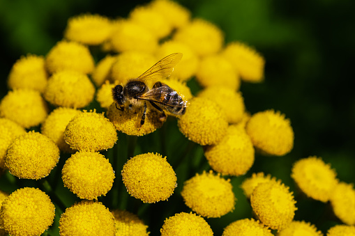 Honey bee collecting pollen from a bright yellow flower on a sunny summer day in Scotland