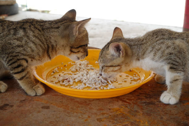 istock Two cats eating public place in Thailand 1415576704