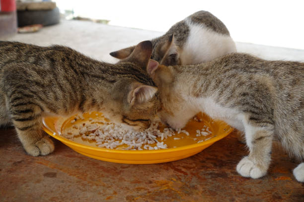 istock Three cats eating public place in Thailand 1415576714
