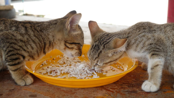 istock Two cats eating public place in Thailand 1415576748
