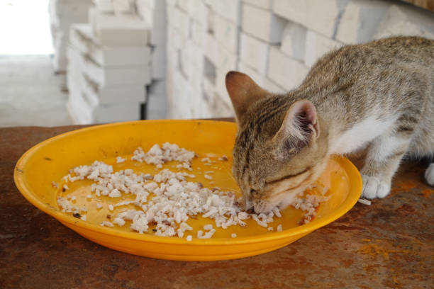 istock One cats eating public place in Thailand 1415576914