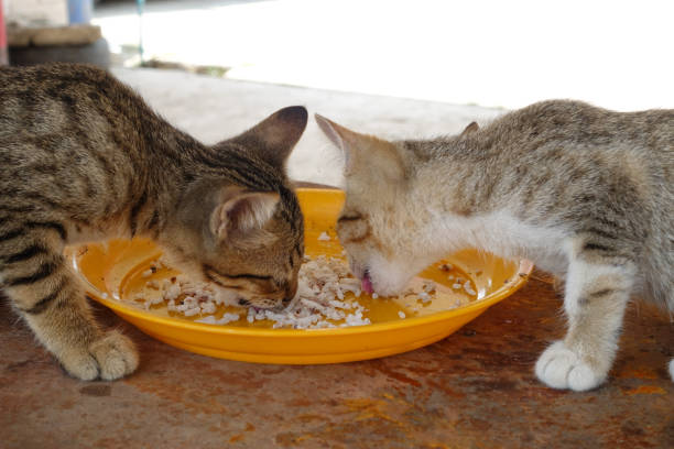 istock Two cats eating public place in Thailand 1415576950