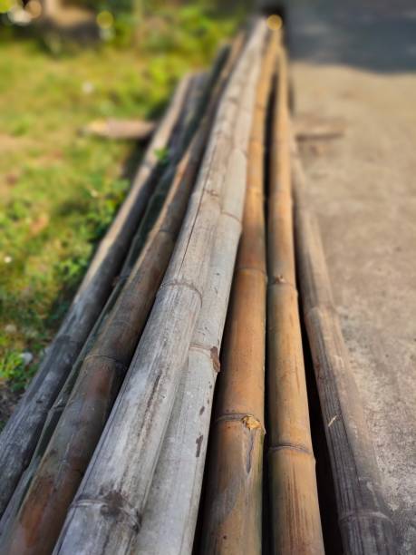 istock Pile of dry and rotten bamboo 1415577022