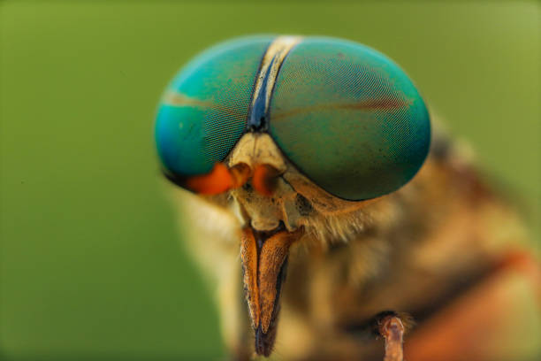 istock robberfly head taken with macro photography. 1415577241