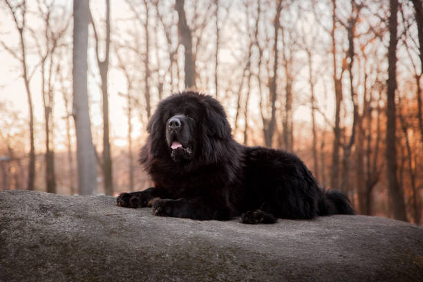 경견 최고의 티베탄마스티프 - tibetan mastiff 뉴스 사진 이미지