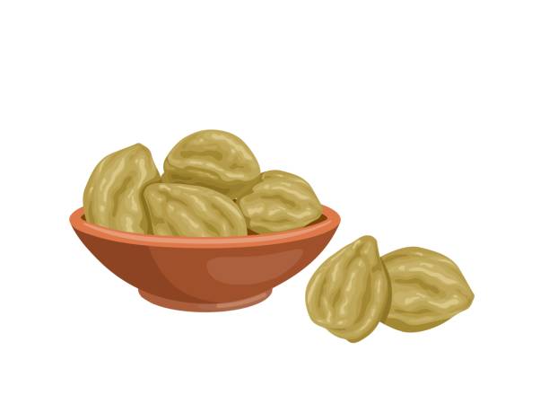 Candelnut Vector 490+ Candlenut Stock Photos, Pictures & Royalty-Free Images - iStock