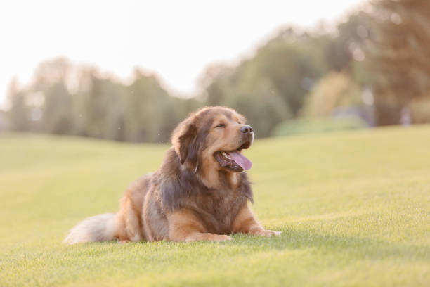 istock Dog breed Tibetan Mastiff on the grass 1415578198