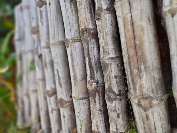 istock the fence made of bamboo 1415578237