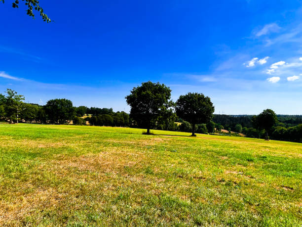 istock two trees in the eifel in summer 1415578516