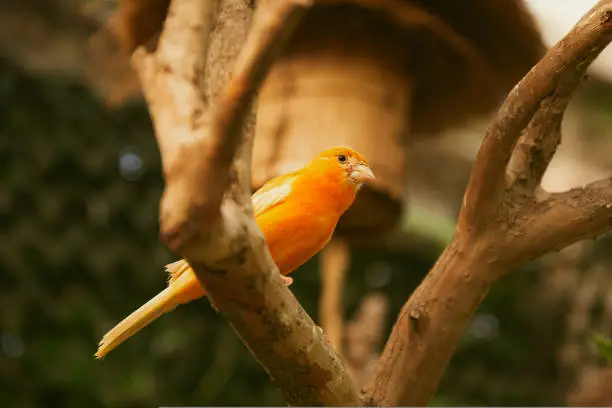 Photo of Small yellow canary on a branch in a bird nursery