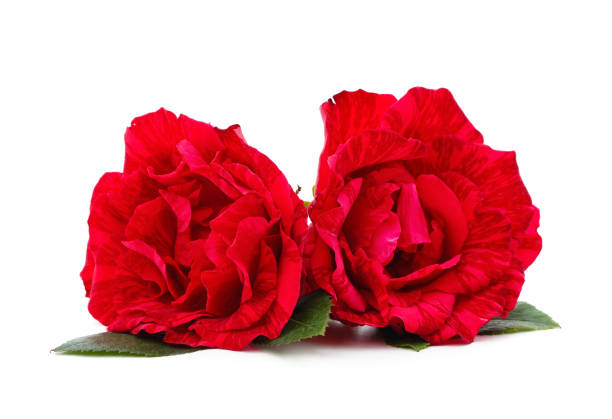 istock Beautiful red flowers. 1415581222