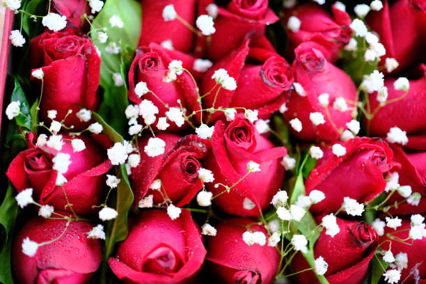 Red rose in the morning dew