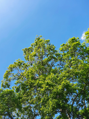 Closeup of a treetop under a clear sky on a sunny day