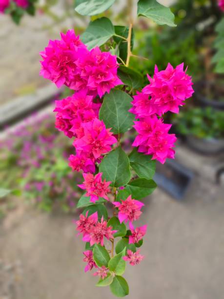 istock bougainvillea flower 1415582514