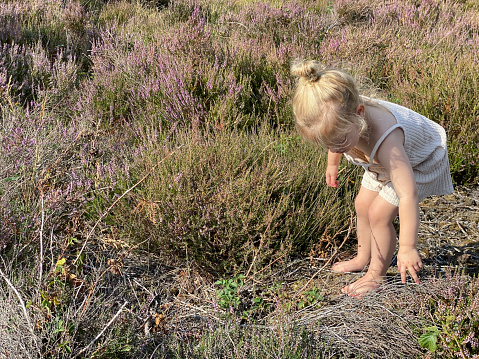 Toddler girl  playing in the heath cold Brunssummerheide on a warm summer day