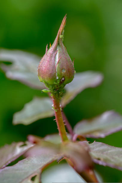 istock aphid on a rose, a parasite on a young shoot of a rose 1415585654